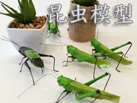昆虫模型